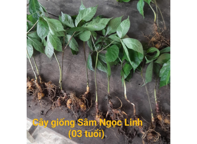 Sâm Ngọc Linh-Giống 3 tuổi