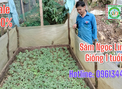 Sâm Ngọc Linh-Giống 1 tuổi